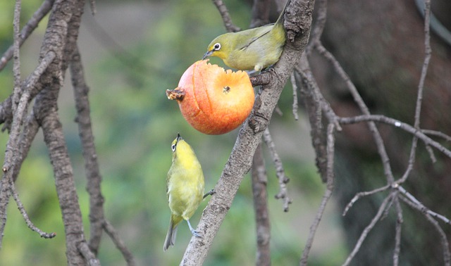Čím krmit ptactvo - ovoce